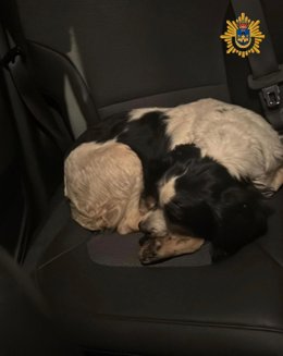 Vista de uno de los perros recuperados por la Policía Local de El Puerto tras ser robados en Toledo.
