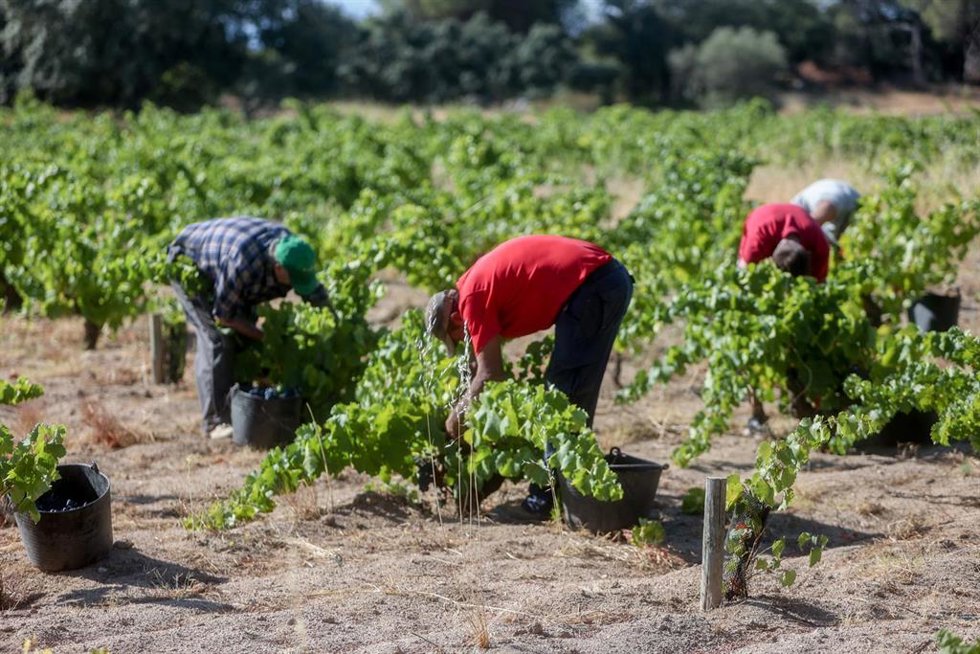 Archivo - Trabajadores agrarios recogiendo la uva