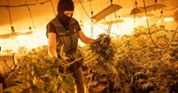 Guardia Civil en el operativo desplegado en Pinos Puente contra el cultivo de marihuana.
