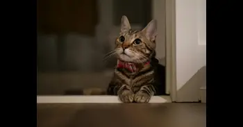 Para qué sirven los bigotes de los gatos y por qué se caen