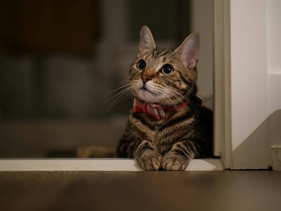 Para qué sirven los bigotes de los gatos y por qué se caen