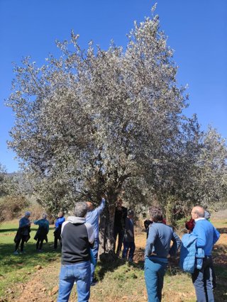 Boltaña celebró la primera edición de la Jornada del Olivo y el Aceite.