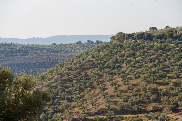 Archivo - Imágenes de campos de olivos en las sierras andaluzas. A 9 de diciembre de 2025 en Córdoba, Andalucía (España). Los olivares de Andalucía muestran una abundante producción de aceitunas en plena campaña de recogida. Las explotaciones agrarias de 