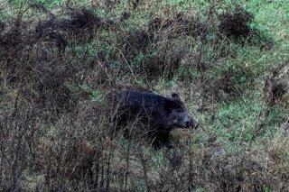 Archivo - Un jabalí por el cauce del Río Ter, cerca del Hospital Trueta, a 27 de diciembre de 2025, en Girona, Catalunya (España).
