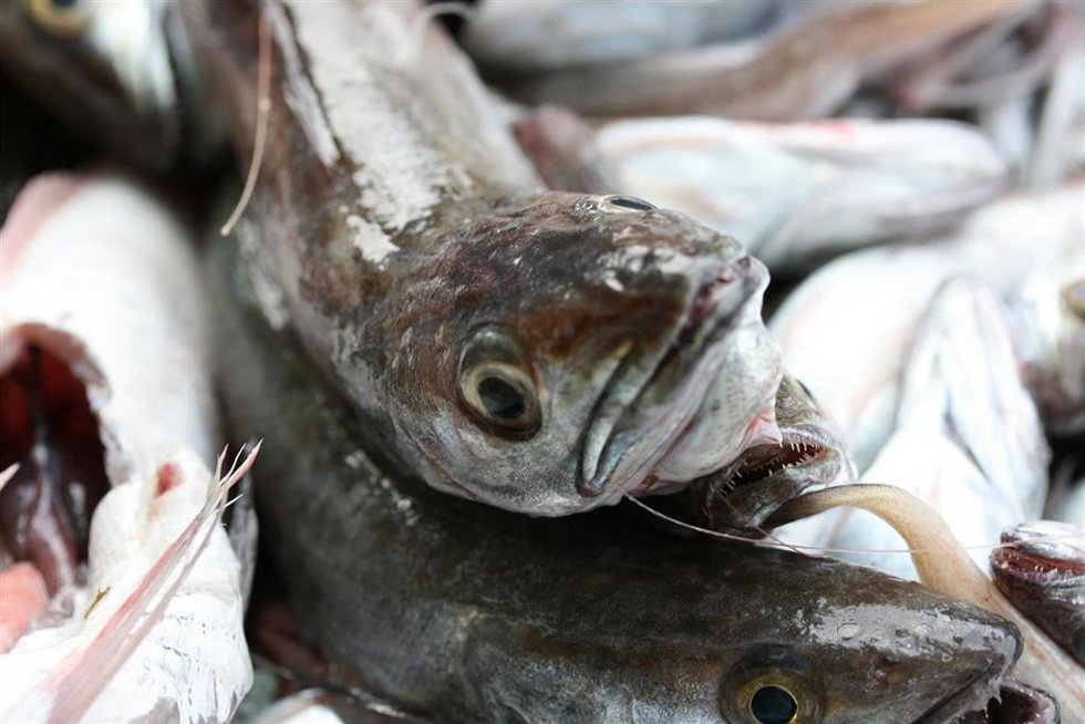 Merluzas en una pescadería