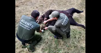 Un hombre se enfrenta a 2 años de prisión acusado de matar a un oso pardo con un lazo de acero en Ibias en 2024