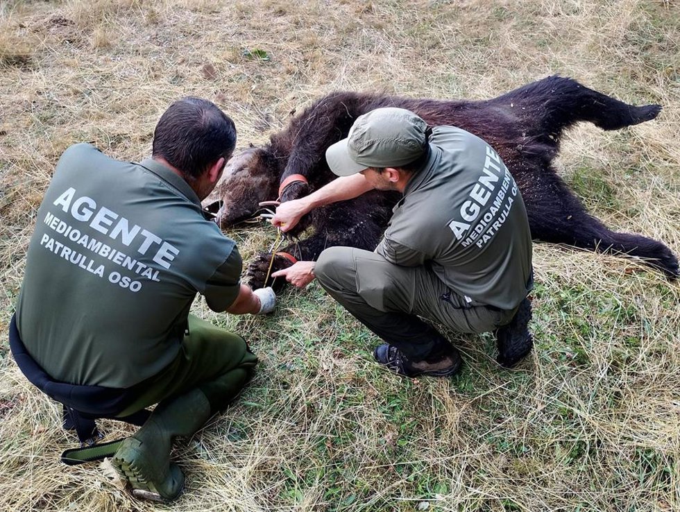 Archivo - Oso muerto con un lazo en Degaña.
