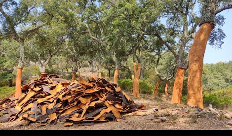 Es Andalucía - Sevilla