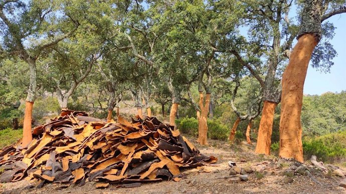 Alcornocal de Andalucía.
