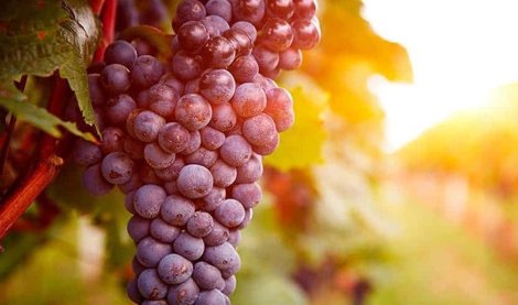 EpAgro - Unión Europea