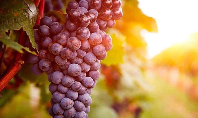 Uvas para elaboración de vino de pitarra