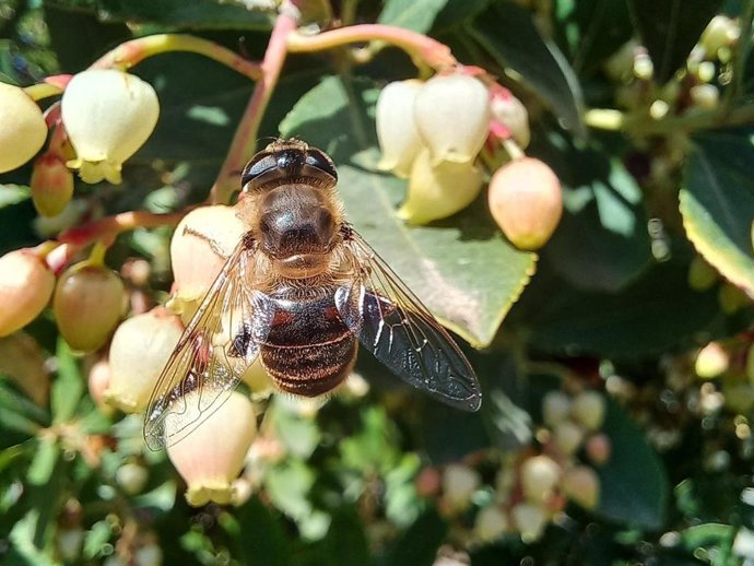 Ejemplar de una hembra Eristalis tenax en un madroño.