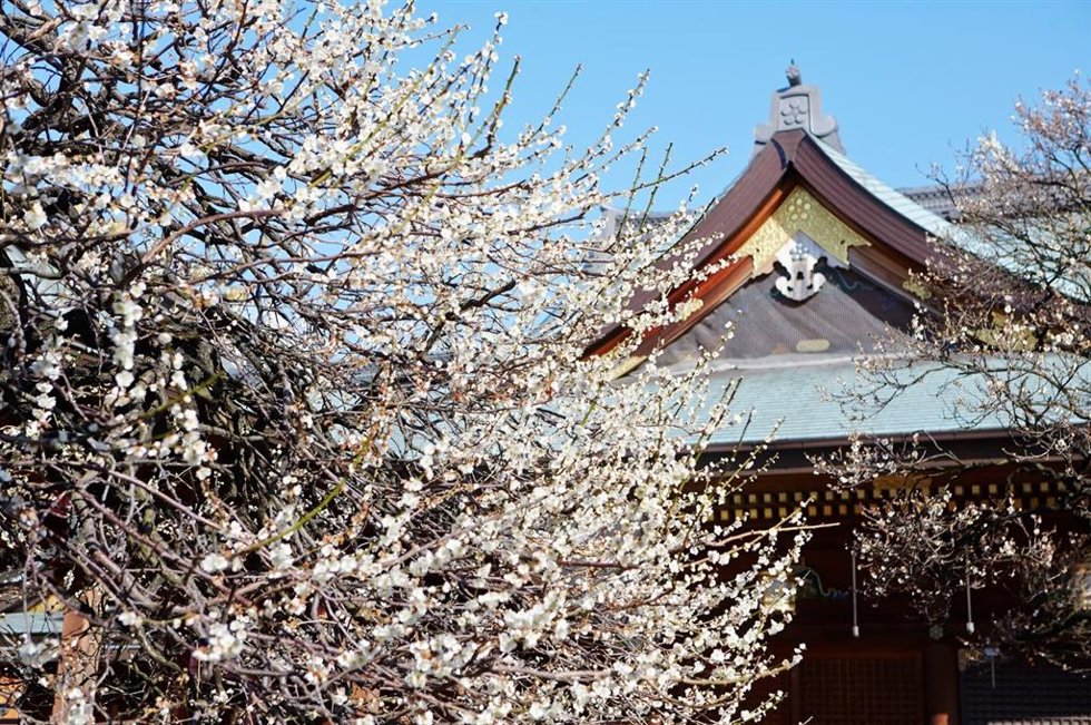 Primavera secreta de Japón