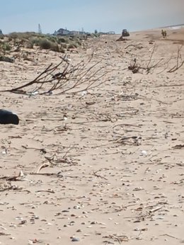 Residuos naturales arrastrados a las playas de Punta Umbría por los temporales.