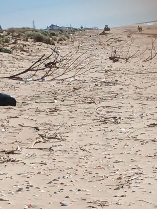 Residuos naturales arrastrados a las playas de Punta Umbría por los temporales.