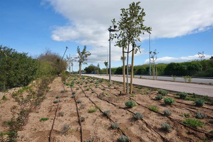 El corredor verde del camino de Las Maravillas de Palma cuenta con 35 árboles y 1.080 arbustos nuevos