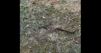 Cabárceno celebra este miércoles una jornada de concienciación sobre serpientes en Piélagos