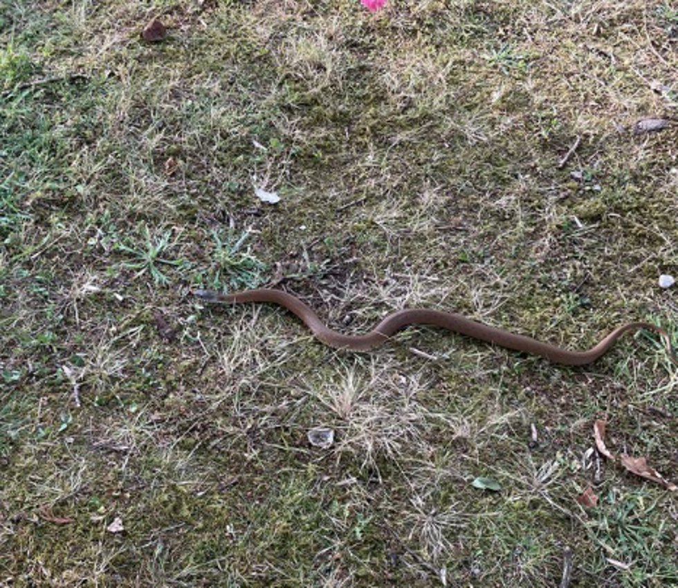 Archivo - Serpiente.-ARCHIVO