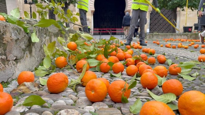 Las naranjas amargas del Patio de los Naranjos de la Mezquita se usarán para elaborar un vinagre gourmet.