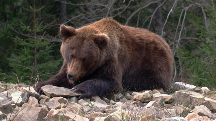 Archivo - Oso Pardo cantábrico retratado en el programa de RTVE 'El escarabajo verde'.