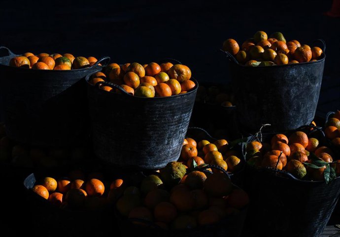 Archivo - Imagen de la campaña municipal 2025-2026 de recogida de naranja amarga en Sevilla capital. 