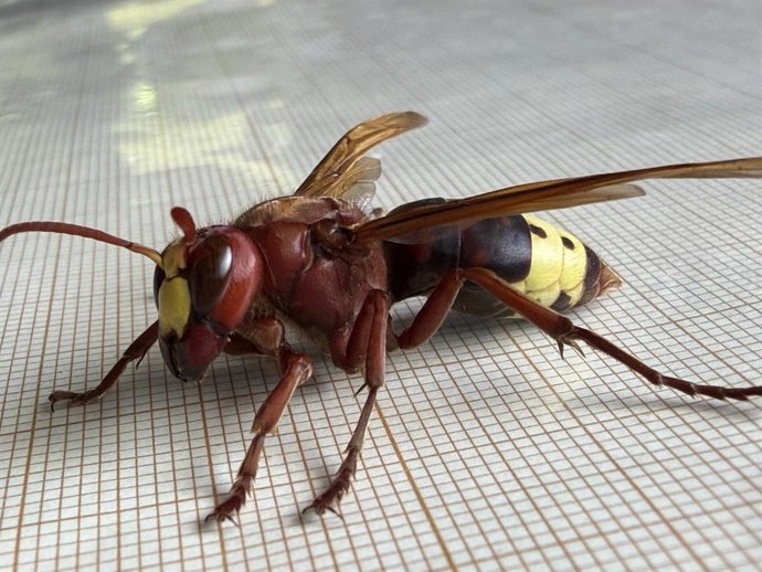 Un avispón oriental.