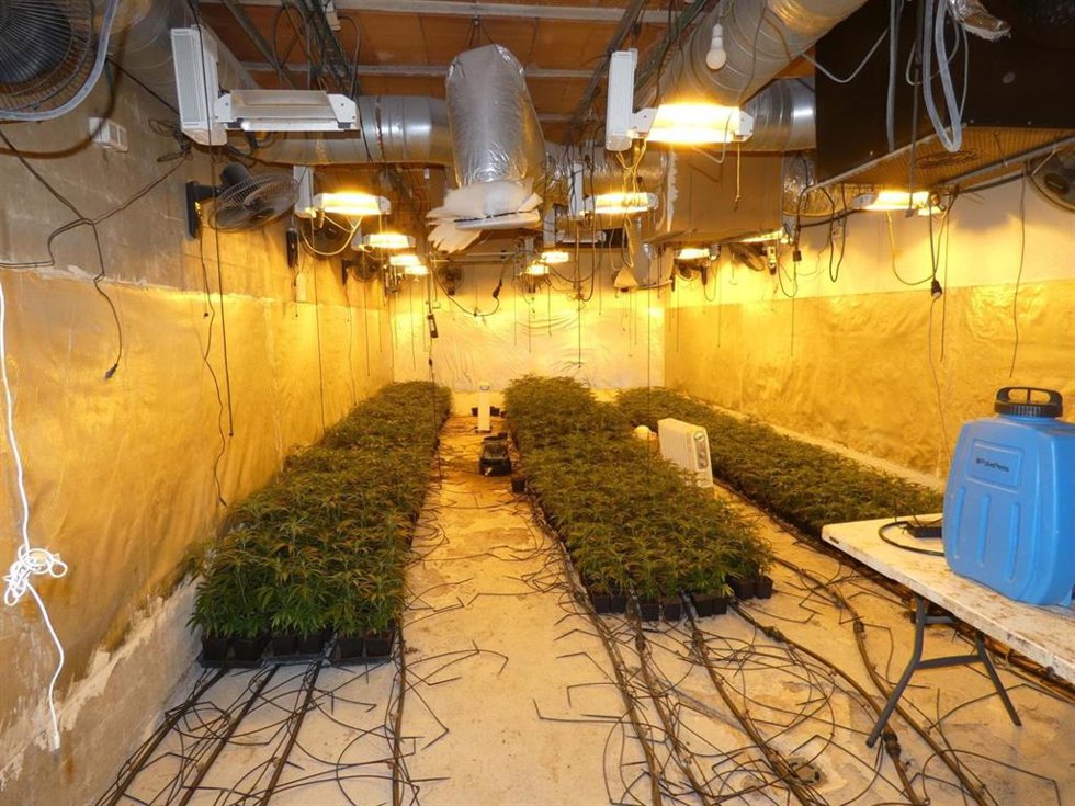 Plantación de marihuana escondida en un búnker construido en un jardín