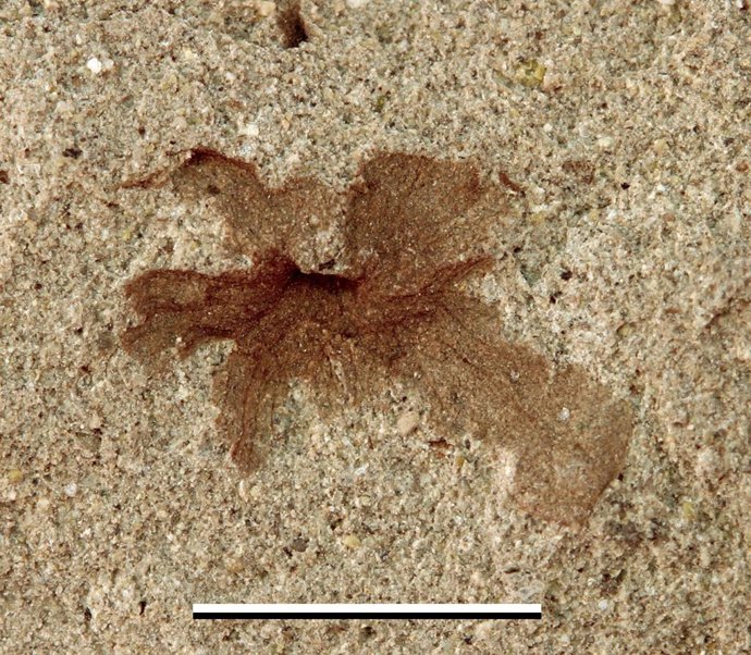 Fundación Dinópolis participa en una investigación sobre flores diminutas en Argentina asociadas a un dinosaurio gigante.