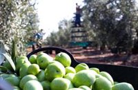 "Incertidumbre" por los aranceles en el sector de la aceituna, aunque "no hay efecto negativo por el momento"
