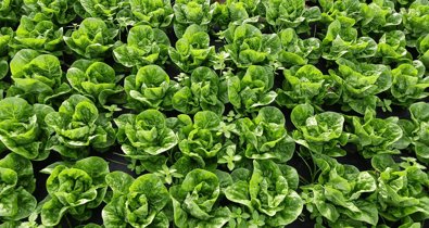 EpAgro - Agricultura