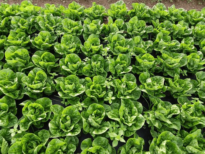 Damm y Ametller Origen transforman los residuos de la fabricación de la cerveza en fertilizantes orgánicos