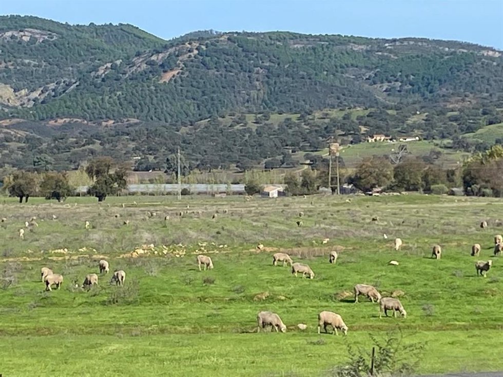 Borregos en la sierra onubense.