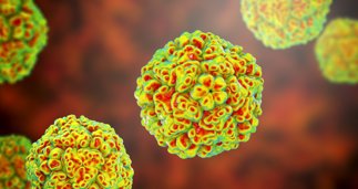 notibrasil sociedade