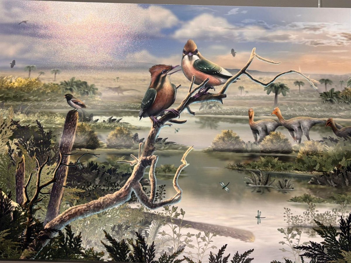 El Gorgonavis alcyone, descubierto en Las Hoyas, ofrece datos sobre la evolución craneal de las aves