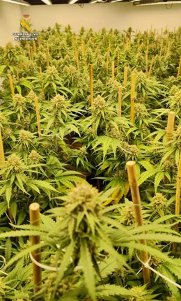 Plantación marihuana