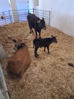 Imagen del cercado con el ternero recién nacido y las vacas de la Finca Pública de Galatzó.