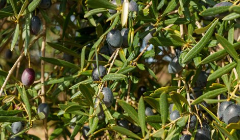 EpAgro - Agricultura