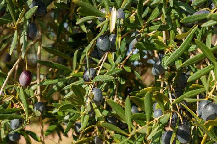 Archivo - Imágenes de campos de olivos en las sierras andaluzas.  