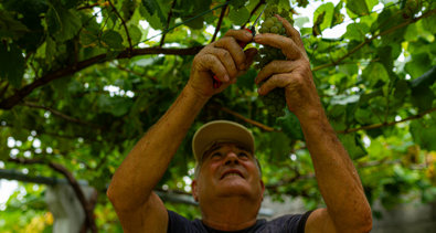 EpAgro - Agricultura