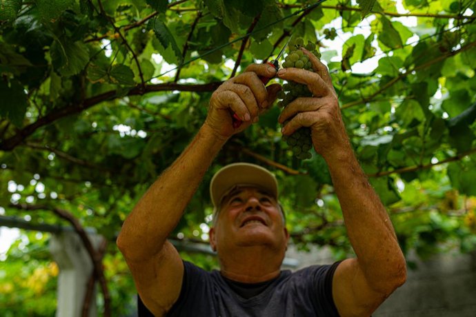 Archivo - Una persona recoge uvas de una parra durante la época de vendimia
