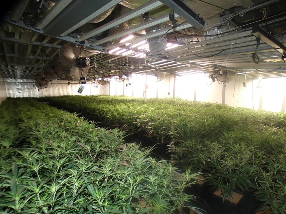 Cultivo de marihuana desmantelado