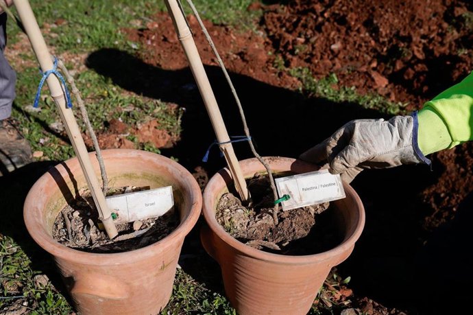 Olivos de Palestina e Israel para el Jardín de la Paz