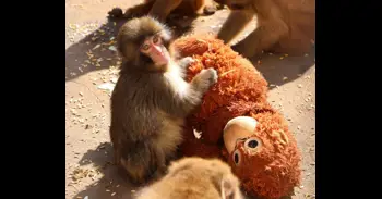 PETA pide al zoológico de Ichikawa (Japón) que transfiera al mono viral 'Punch' a un santuario