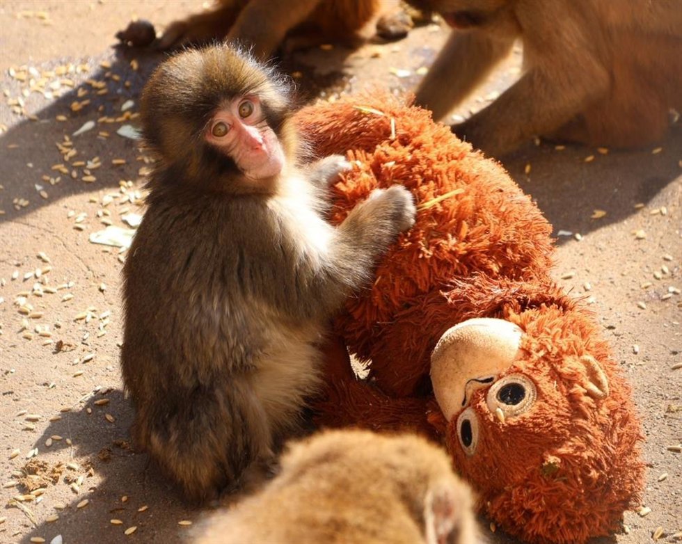 PETA pide al zoológico de Ichikawa (Japón) que transfiera al mono viral Punch a un santuario.