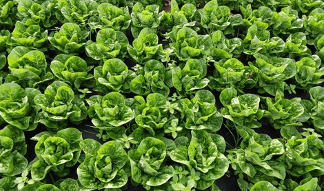 EpAgro - Agricultura