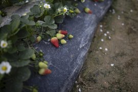 Foto: Clara Carrasco - Europa Press