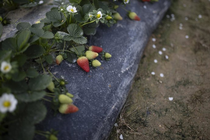 Explotación agrícola en Moguer (Huelva) dedicada al cultivo de la fresa afectada por el temporal. A 12 de febrero de 2026 en Moguer, Huelva (Andalucía, España). 