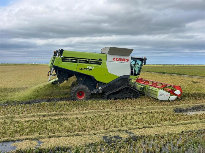 Archivo - La producción de arroz se sitúa un 20% por encima de la anterior campaña, mientras se recupera de las sequías.