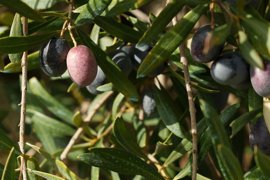 Foto: Francisco J. Olmo - Europa Press - Archivo