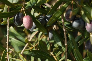 Archivo - Campos de olivos en las sierras andaluzas. 